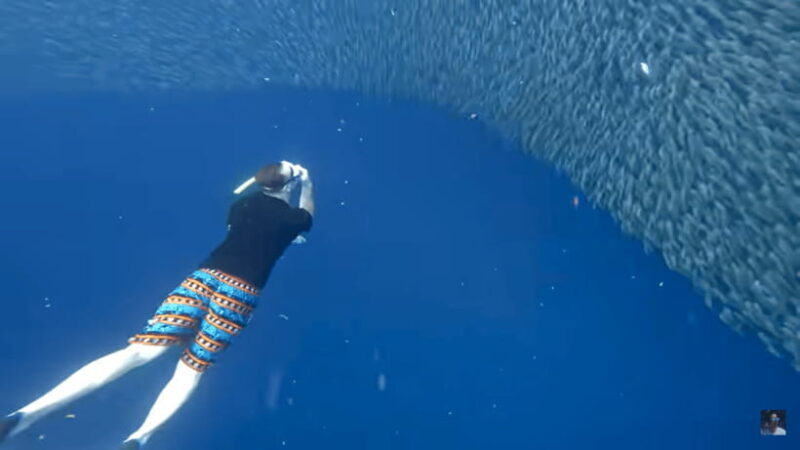 Cebu: Oslob Whale Shark and Moalboal Snorkeling Tour - The Experience of the Guides