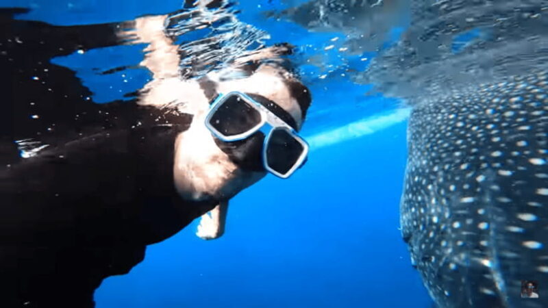 Cebu: Oslob Whale Shark and Moalboal Snorkeling Tour - The Sum Up