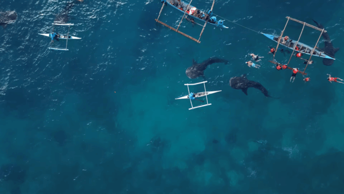 Cebu: Oslob Whale Shark Encounter & Canyoneering Adventure - Important Considerations