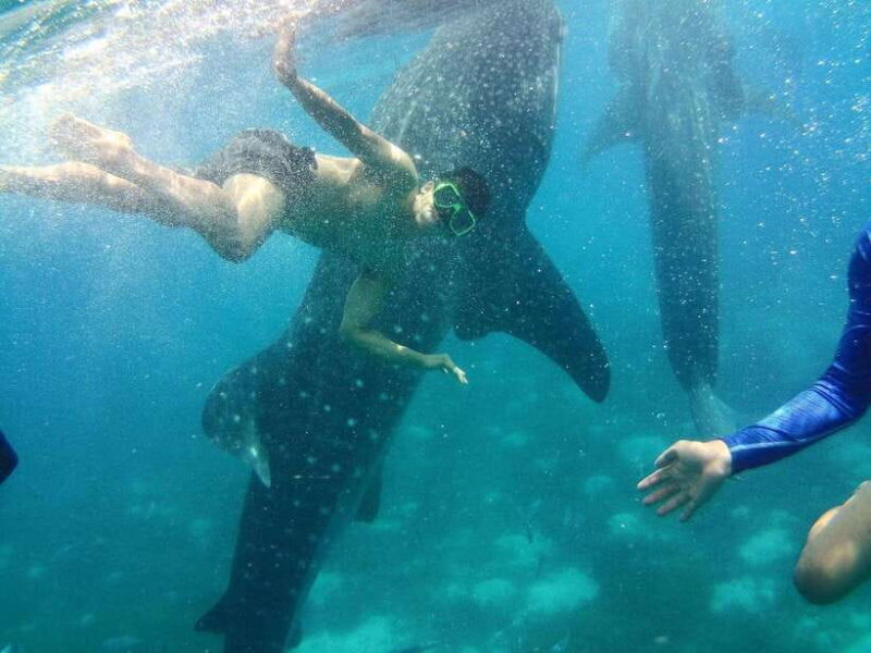 Cebu: Oslob Whale Shark Encounter & SUMILON with Transfers - Discovering the Experience