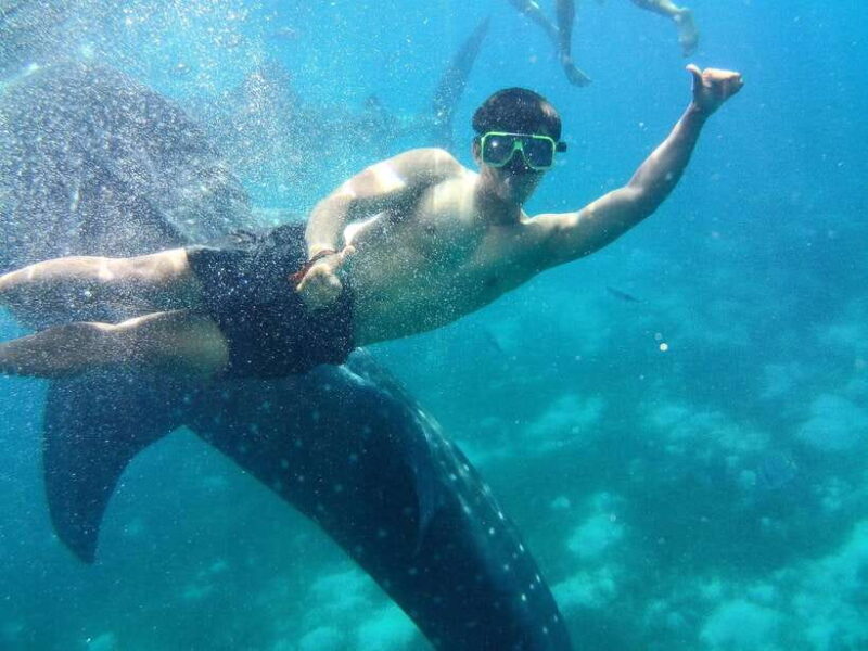 Cebu: Oslob Whale Shark Encounter & SUMILON with Transfers - Practical Insights