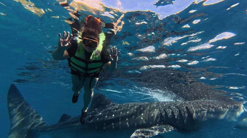 Cebu: Oslob Whale Shark Encounter & SUMILON with Transfers - Authenticity and Ethical Considerations