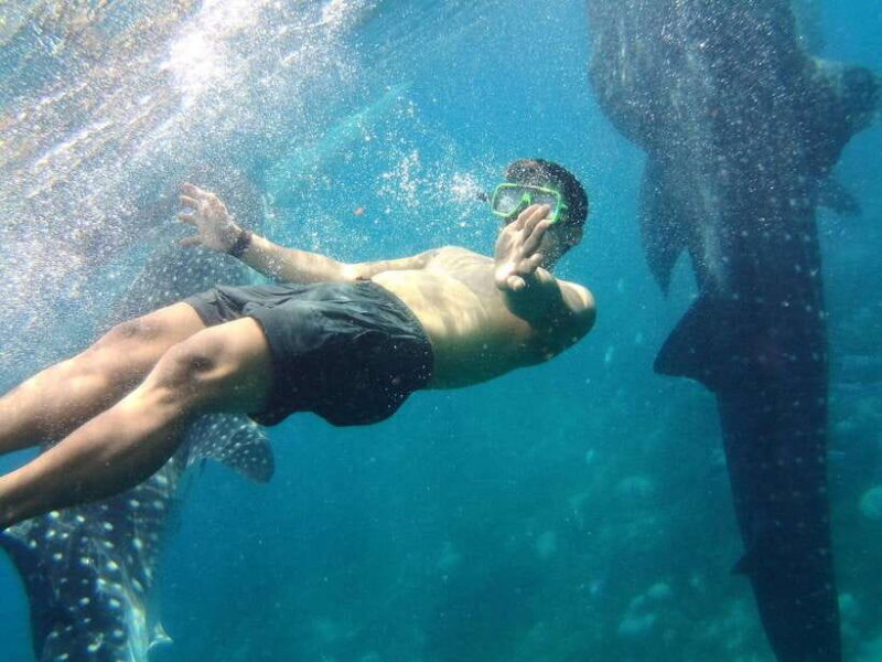 Cebu: Oslob Whale Shark Encounter & SUMILON with Transfers - FAQs
