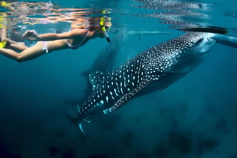 Cebu: Oslob Whale Shark Swimming - What to Expect from the Tour