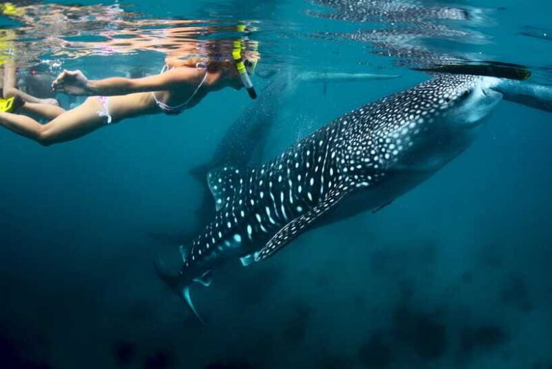 Cebu: Oslob Whale Shark Swimming - FAQs