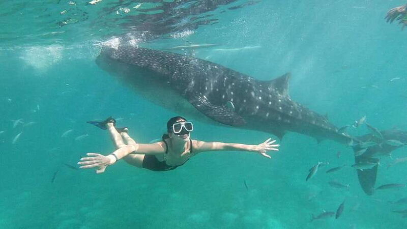 Cebu: Oslob Whale Shark Watching Tour with Hotel Transfer - Price and Value Analysis