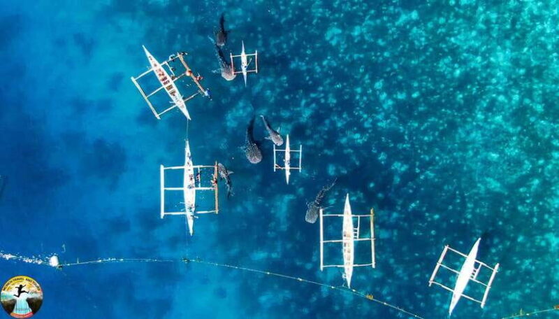 Cebu: Oslob Whale Sharks & Kawasan Canyoneering Group Tour - The Sum Up