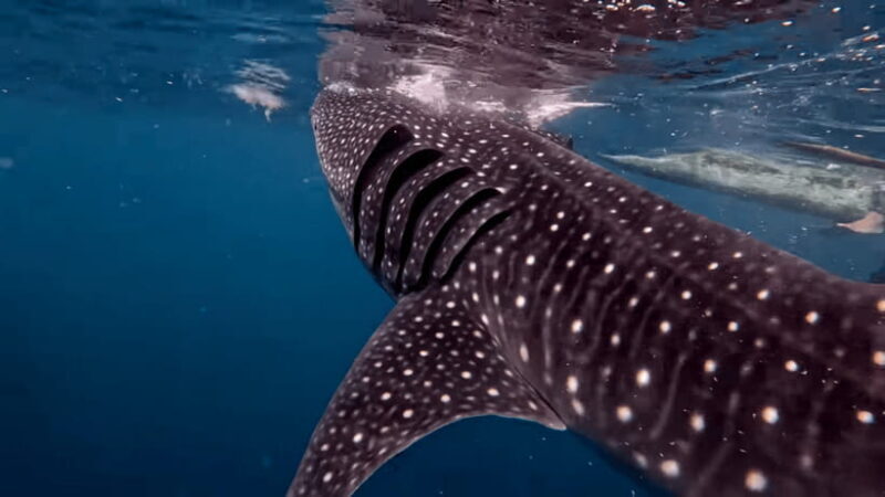 Cebu: Oslob Whaleshark & Canyoneering Group Tour with Lunch - What Makes This Tour Special