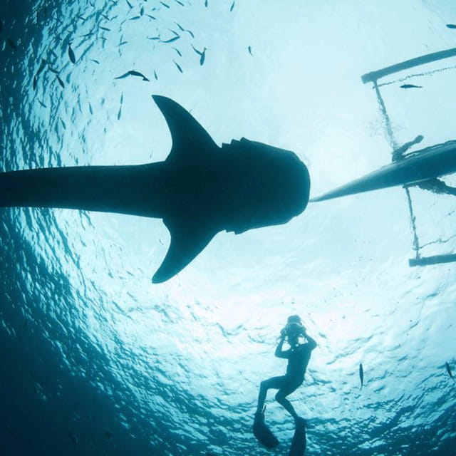 Cebu: Oslob Whaleshark Experience Shared Tour - Cebu: Oslob Whaleshark Experience Shared Tour