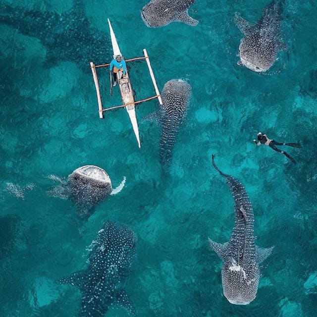 Cebu: Oslob Whaleshark Experience Shared Tour - An Honest Look at the Experience