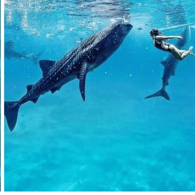 Cebu: Oslob Whaleshark Experience Shared Tour - Who Should Consider This Tour?