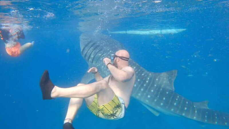 Cebu: Oslob Whaleshark & Sardines Run Snorkeling Day Tour - Key Points