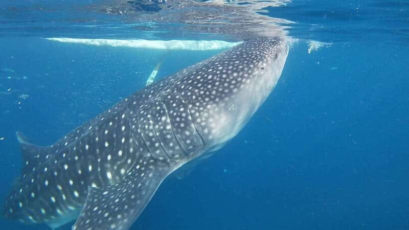 Cebu: Oslob Whaleshark & Sardines Run Snorkeling Day Tour - Authentic Experiences and Concerns