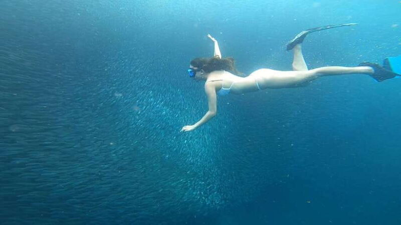 Cebu: Oslob Whaleshark & Sardines Run Snorkeling Day Tour - The Sum Up