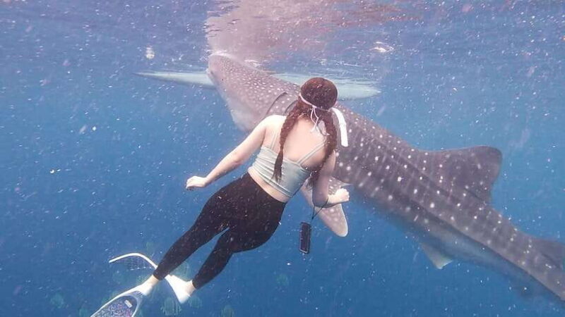Cebu: Oslob Whaleshark & Sardines Run Snorkeling Day Tour - FAQs