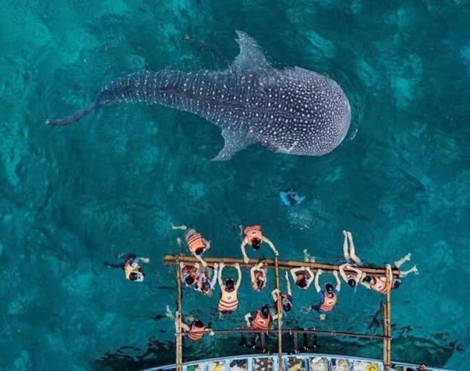 Cebu; Oslob Whaleshark Watching Day Tour - Guided Tour Safety