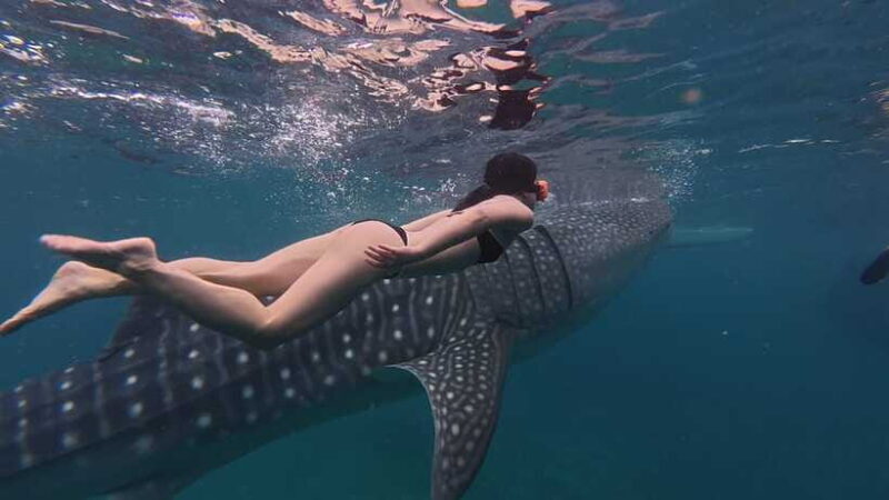 Cebu Oslob WhaleShark,Inambakan Falls& Moalboal Sardines Run - What Makes This Tour Stand Out