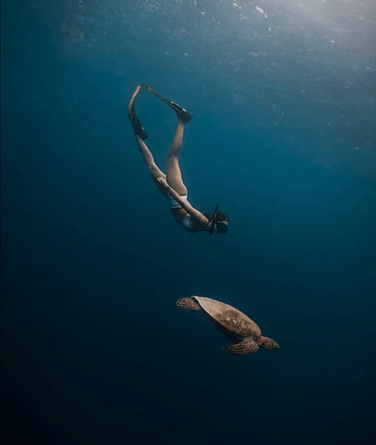 Cebu Oslob WhaleShark,Inambakan Falls& Moalboal Sardines Run - Summary: Who’s This Tour Best For?