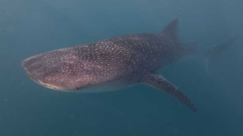 Cebu Oslob WhaleShark,Inambakan Falls& Moalboal Sardines Run - Frequently Asked Questions