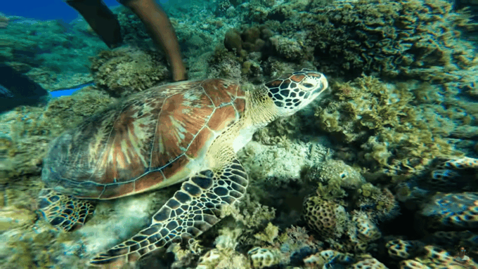 Cebu: Osmeña Peak Hike and Moalboal Snorkeling Escape - Moalboal Snorkeling Activities