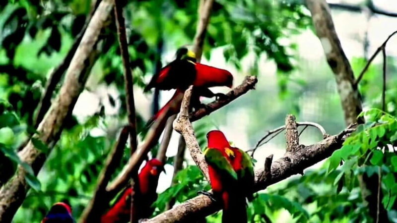 Cebu Safari & Adventure Park: Wildlife Tour with Transfers - Key Points