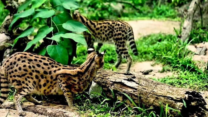 Cebu Safari & Adventure Park: Wildlife Tour with Transfers - An In-Depth Look at the Tour