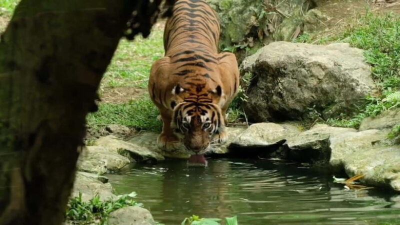 Cebu Safari & Adventure Park: Wildlife Tour with Transfers - Practical Tips for Visitors