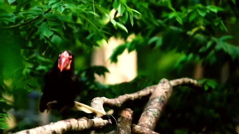 Cebu Safari & Adventure Park: Wildlife Tour with Transfers - Who Should Consider This Tour?