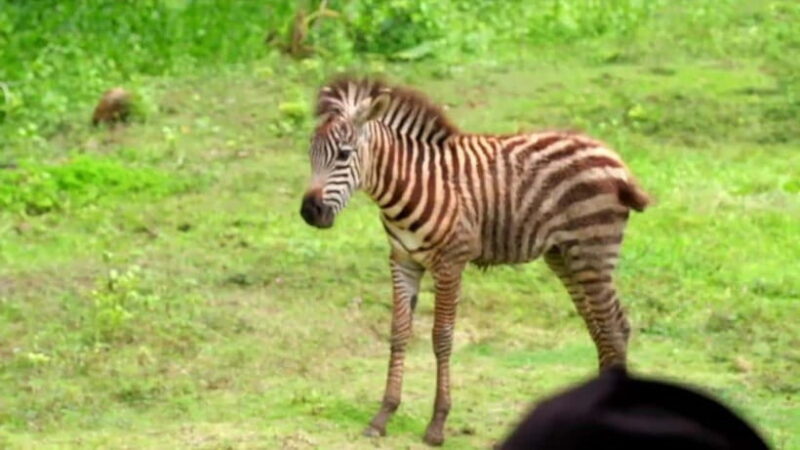Cebu Safari & Adventure Park: Wildlife Tour with Transfers - FAQ