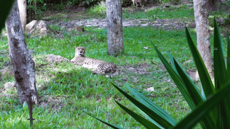 Cebu Safari: Experience Wildlife Up Close - The Sum Up