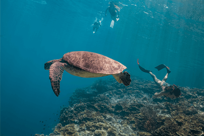 Cebu: Sardine & Turtle Snorkelling Run & Mantayupan Falls - Inclusions and Additional Options