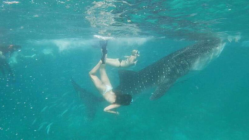 Cebu Shared Tour: Whaleshark Swimming & Kawasan Canyoneering - What’s Included and What to Consider