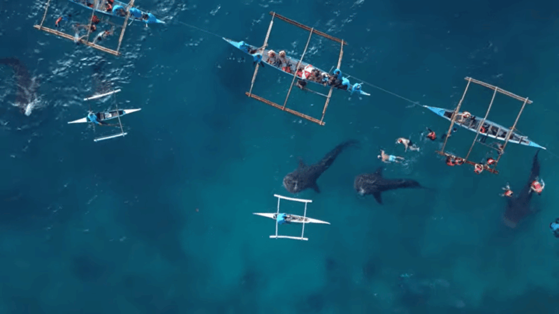 Cebu: Shared Tours Oslob Whale Shark and Canyoneering - Key Points