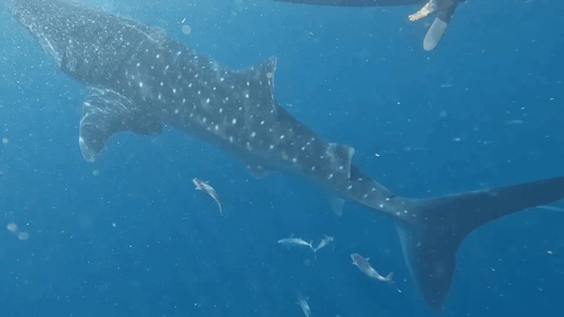 Cebu: Shared Tours Oslob Whale Shark and Canyoneering - Canyoneering Adventure