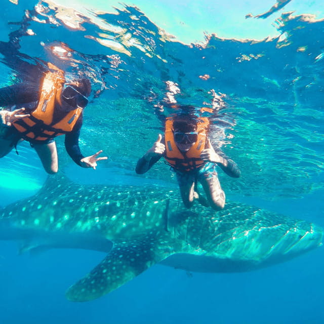 Cebu: Small-Group South Cebu, Oslob and Simala 16-Hour Tour - FAQ