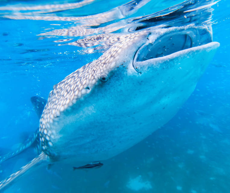 Cebu: Sumilon Isand Whale Shark and Turtle Snorkeling Tour - Key Points  