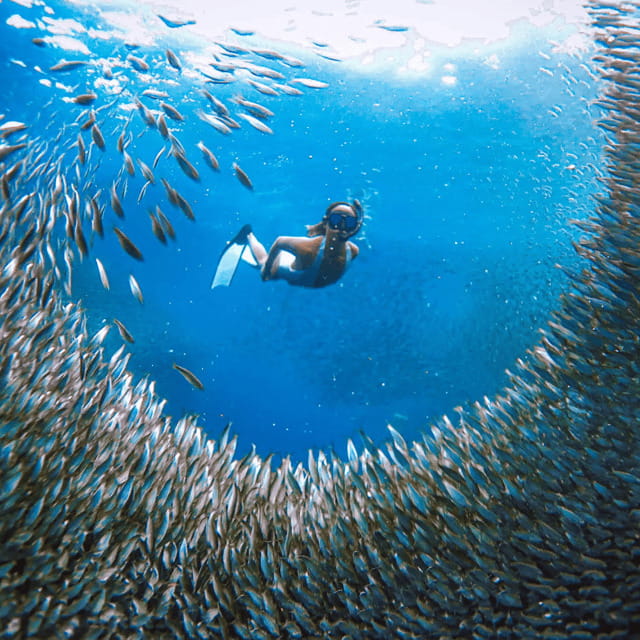 Cebu: Sumilon Isand Whale Shark and Turtle Snorkeling Tour - A Practical Guide to the Cebu Marine Adventure