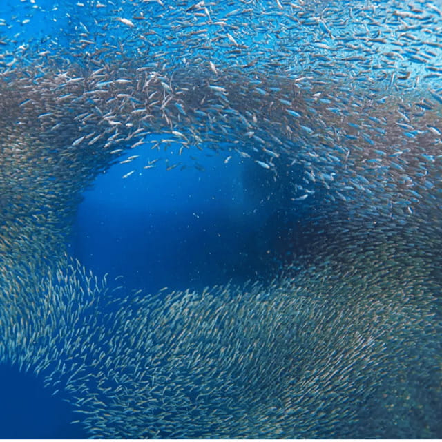Cebu: Sumilon Isand Whale Shark and Turtle Snorkeling Tour - Final Thoughts: Who Will Love This Tour?  