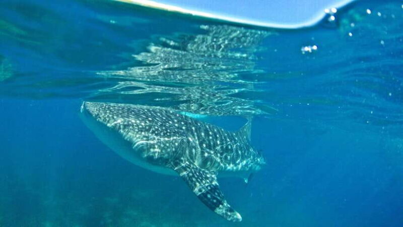 Cebu: Whale Shark Encounter and Kawasan Canyoneering - Who Is This Tour Best For?