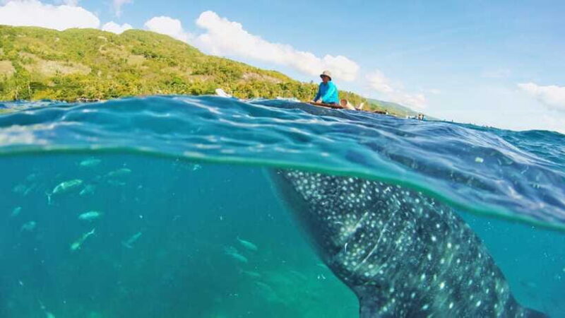 Cebu: Whale Shark Encounter and Kawasan Canyoneering - A Balanced, Authentic Experience
