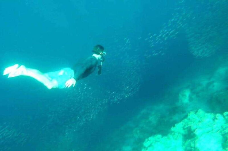 Cebu: Whale Shark, Inambakan Falls & Moalboal Sardine Tour - The Experience for You