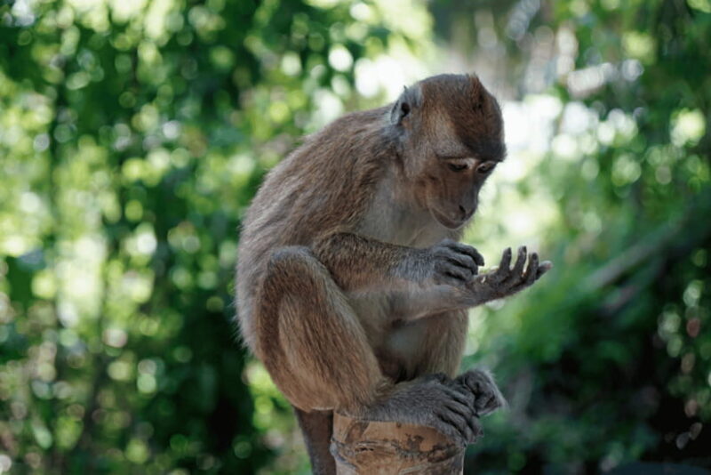 Cebu: Whale Shark, Monkey Sanctuary, & Moalboal Snorkel Tour - FAQs