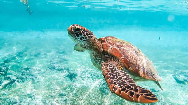 Cebu: Whale Shark, Monkey Sanctuary, & Moalboal Turtles Tour - Key Points