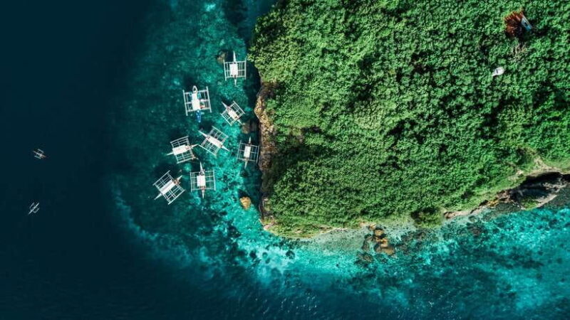 Cebu: Whale Shark, Monkey Sanctuary, & Moalboal Turtles Tour - The Sardine Run and Turtle Snorkeling