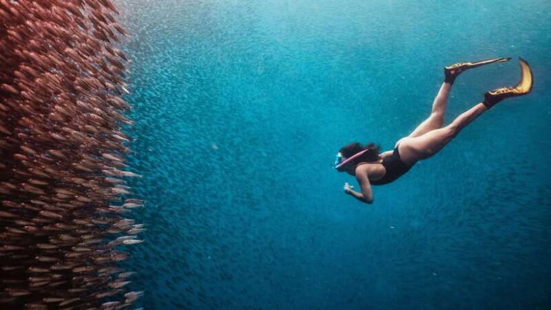 Cebu: Whale Shark, Monkey Sanctuary, & Moalboal Turtles Tour - Returning to Cebu
