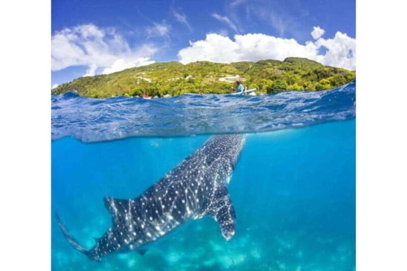 Cebu: Whale Shark Swim and Kawasan Canyoneering Group Tour - Analyzing the Value and Practical Details