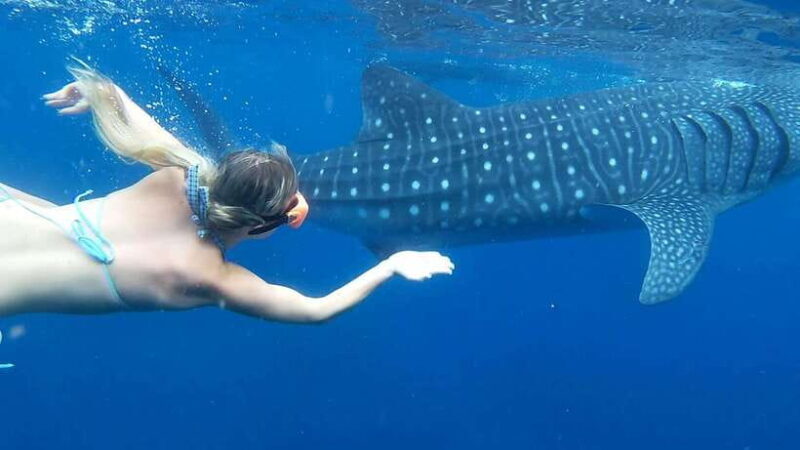 Cebu: Whale Shark Swim and Kawasan Canyoneering Tour - Key Points