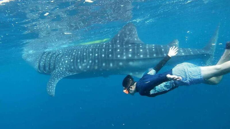 Cebu: Whale Shark Swim and Kawasan Canyoneering Tour - Starting the Day: Early Morning Pickup and Travel