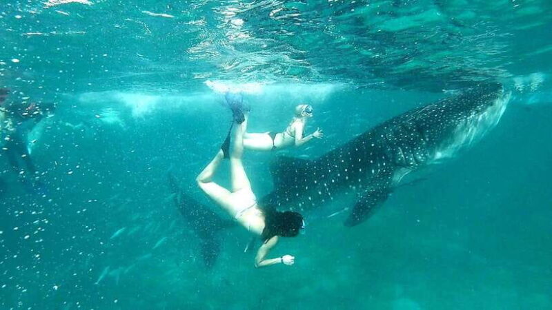 Cebu: Whale Shark Swim and Kawasan Canyoneering Tour - Kawasan Canyoneering: A Heart-Pumping Adventure