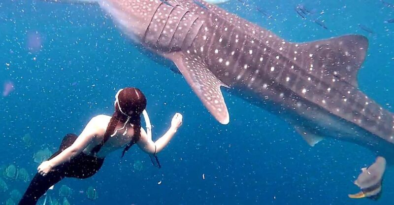 Cebu: Whale Shark Swim and Kawasan Canyoneering Tour - Lunch and Wrap-up